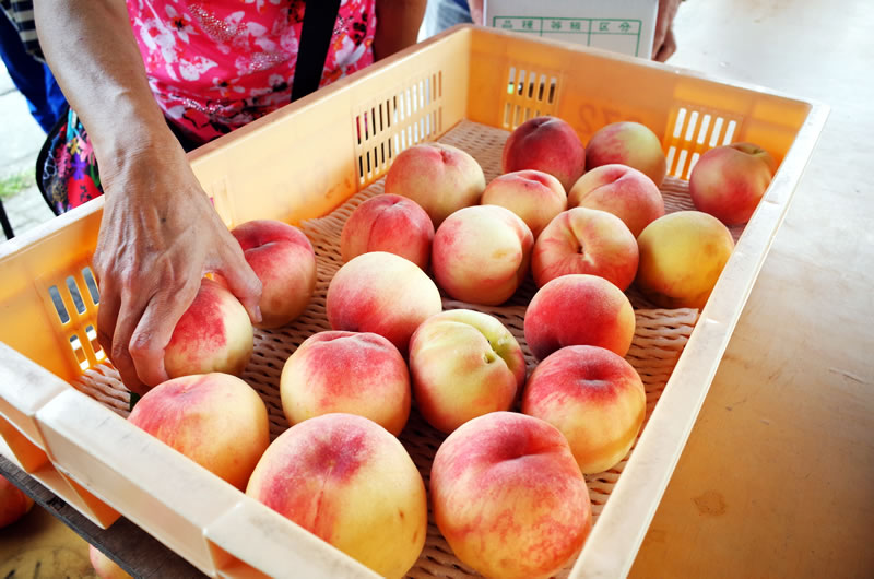 去年の7月は山梨に桃を食べに行ったり