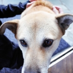 「三養醸造」の番犬がお出迎え!