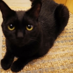 ネコ派ローディーに捧ぐ! キャッツミャウブックスに行ってみた!