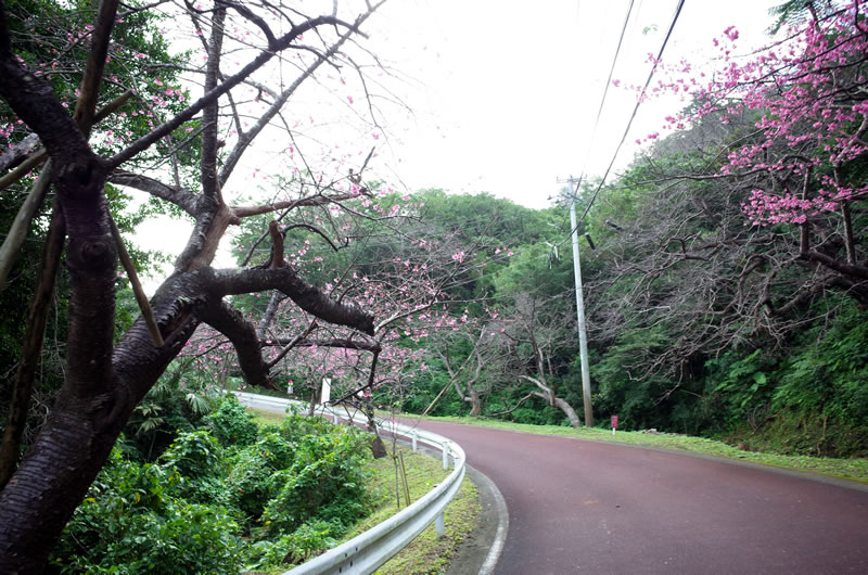 おぉ、日本一早い桜を発見！