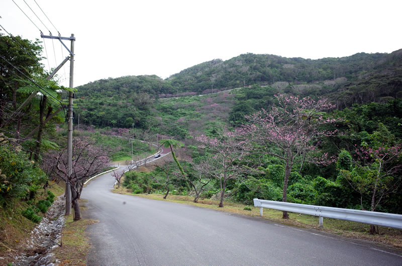 八重岳のすごい上りが一望できます