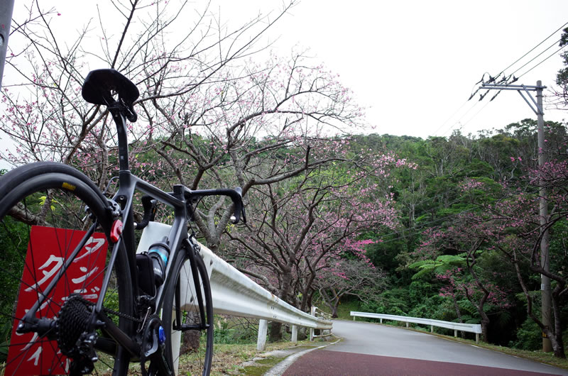 沖縄で日本一早い桜を見に行こう！