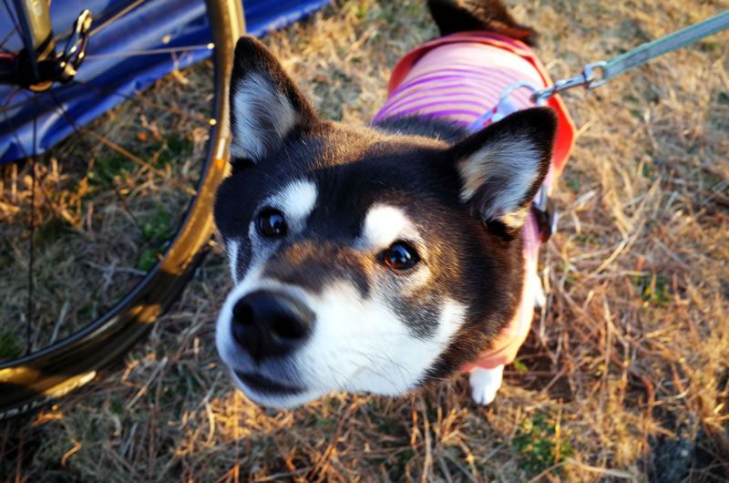 ムロさんの愛犬ひなたちゃんもご主人を応援！