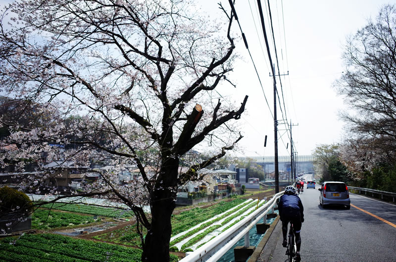 桜が咲いていますね(´_ゝ｀)