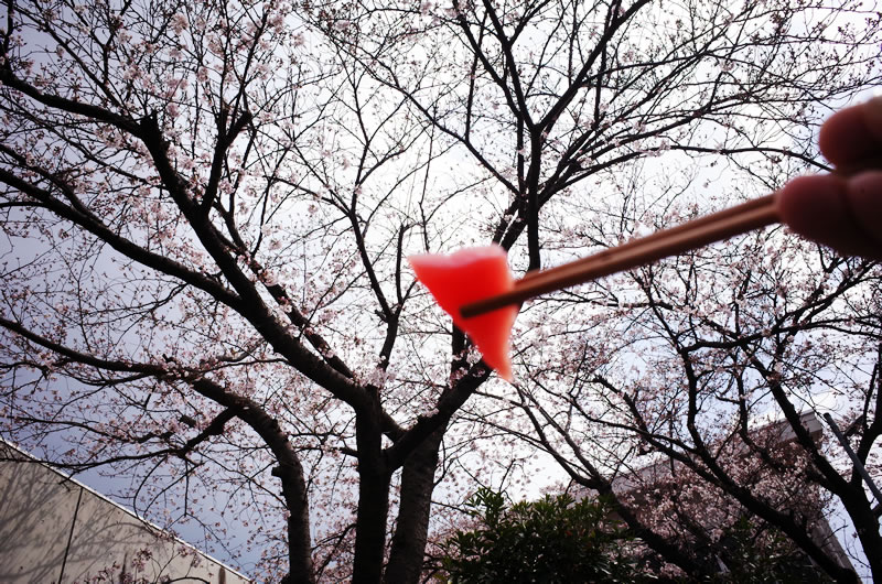 まぐろと桜