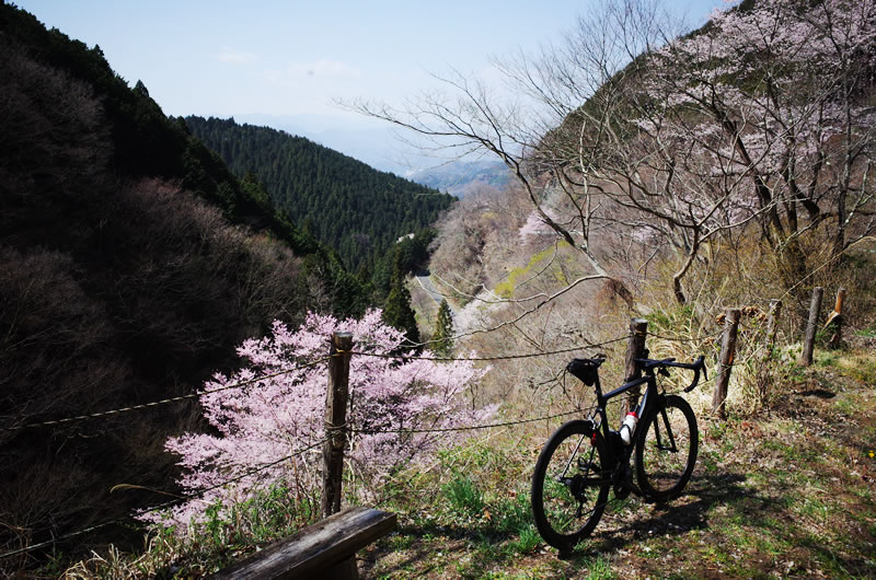 和田峠の裏ももうすぐ桜が満開に