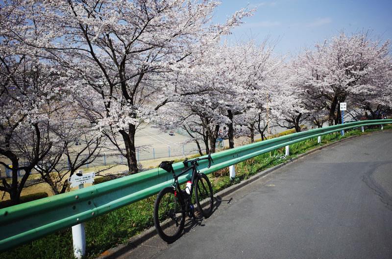 吉野街道の桜が満開！