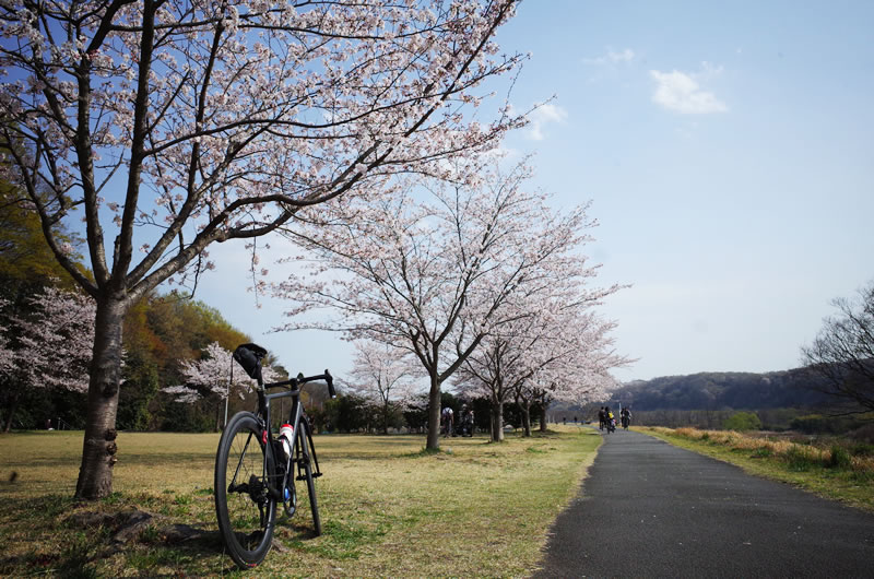 福生付近の多摩川サイクリングロードも桜がいい感じ(*´ω｀)