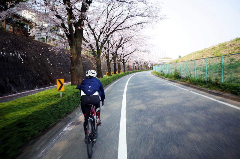 おぉ～、尾根幹が桜でいっぱい！ 