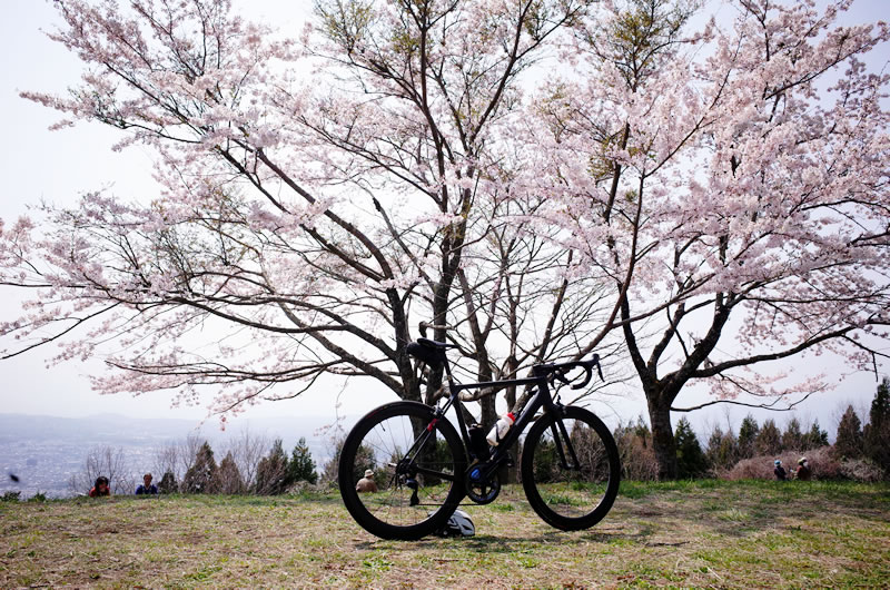 菜の花台も桜スポット。富士山と桜のコラボも撮れる