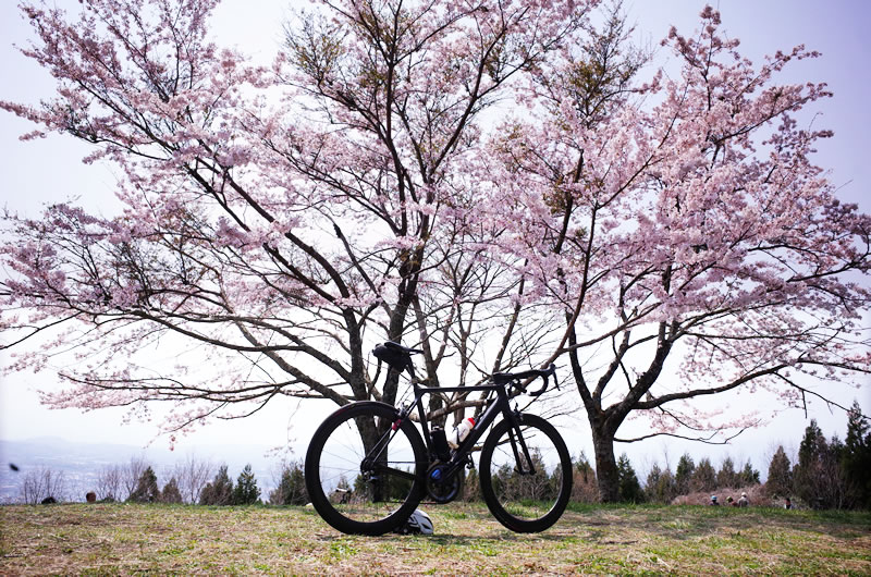 春だ、桜を見にヤビツ峠に行ってみよう！