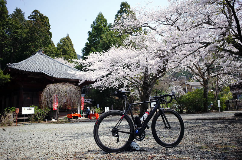 蓑毛バス停の宝蓮寺は桜の名所