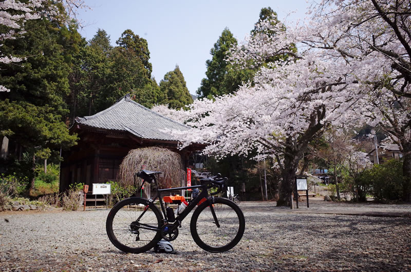 桜写真撮っていたら、キャニオンが倒れました(◎_◎;)