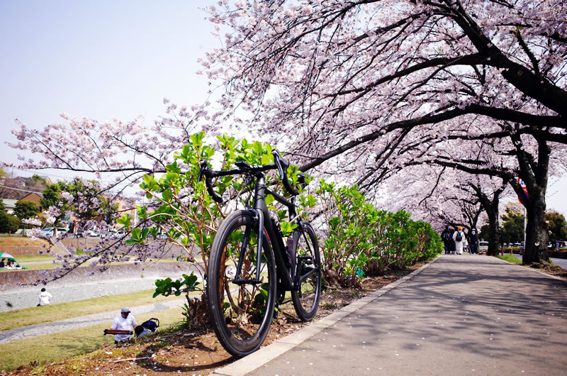 秦野周辺（葛葉川沿い）の桜並木がすごい 