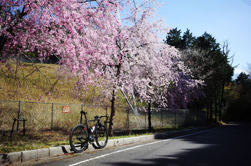 関ヶ原はちょうど桜が満開