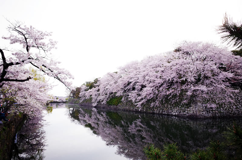 彦根城の桜