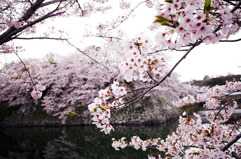 満開の桜を見ながら彦根城は素通り(;^_^A