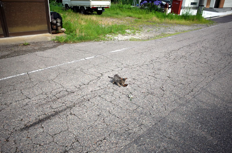 おおぅ、第一能登島猫発見(ﾟ∀ﾟ)！