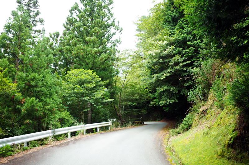 林道らしい雰囲気になってきた