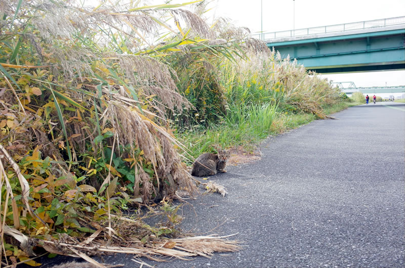 猫なら荒サイは何と呼ぶのか？？
